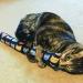 Kitty Kick Stix 11 - Set of 2 Catnip Kicker Toys, Made in USA - Buy Online on GoSupps.com