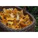 Dried Chanterelle Mushrooms - Premium Grade (2oz) - Pack of 1 - Buy Online on GoSupps.com