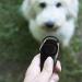 Onyxify 2Pcs Dog Whistle Dog Training Clicker Pet Training Clicker with Big Button Effective Behavioral Training Tool for Cats Birds Puppy Recall(COLOR:black) - Buy Online on GoSupps.com