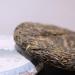 LWXLJMJZC-2021yr Raw Puerh Tea Cake Sheng (uncook) Pu-erh Tea Natural Yunnan Puer Tea-3.52oz/100g 100g Raw Puerh Tea Cake - Buy Online on GoSupps.com