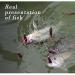 Alabama Umbrella Rig Fishing Kit - 5 Arms, Ultralight Willow Blade Lures, Blue/Gray Color - Buy Online on GoSupps.com