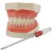 Dytah Typodont Troch Model - Realistic Dental Teaching Model with Removable Teeth for Adult Demonstration - International Shipping Available - Buy Online on GoSupps.com