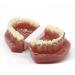 Dental Teeth Orthodontic Model - Study Tool for Teaching with Metal Bracket | International Shipping Available - Buy Online on GoSupps.com