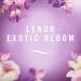 Lenor Fabric Conditioner Exotic Bloom - Buy Online on GoSupps.com