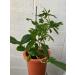 tea tree