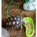 LSTCPGLAI 2 Pieces Shallow Reptile plate Reptile Food Water Bowl Used for Tortoise Corn Snake Crawl Pet Drinking and Eating(Green) - Buy Online on GoSupps.com