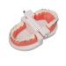 Typodont Demonstration Tooth Model Educational Standard Tooth Model Practical Complete Structure for Dental Laboratory
