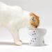 Necoichi Raised Cat Water Bowl with Measurement Lines - Dishwasher & Microwave Safe - No.1 Seller in Japan! - Cat Elevated Bowl - Buy Online on GoSupps.com