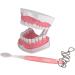 AWJ Dental Care Model - 28 Teeth Toothbrush Demo Model for Kids | Standard Size Tooth Care Teaching Aid - Buy Online on GoSupps.com