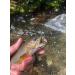 Synthfly Lifelike Mayfly Pack - Gray & Brown Drake in Sizes 10 12 14, Danica in Sizes 10 12 - Fly Fishing Essential Set of 8 Mayflies - Buy Online on GoSupps.com