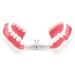 FafeICY 1PC 28 Teeth Teaching Toothbrush Model - Dentist Tool with Handy Toothbrush & Poster for Study Demonstration - Buy Online on GoSupps.com