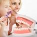 Standard Teeth Model | Tooth Models for Teaching Kids - Important Brushing Teaching Teeth Model Tool and Children Fulenyi - Buy Online on GoSupps.com