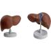 Realistic Anatomical Liver Model for Liver Study Lecture Shows Details of Lobes Ligaments Gallbladder Base Support Liver Model - Buy Online on GoSupps.com