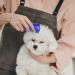 Klop256 Lice Comb Set - 4 Nissenkamm & Scalkenkamm for Kids & Adults | Extra Fine Stainless Steel Double-Sided Flea Comb for Cats & Dogs International Shipping Available - Buy Online on GoSupps.com