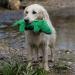 Petface Planet Carlos the Crocodile Eco-Friendly Plush Dog Toy - Buy Online on GoSupps.com
