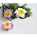 12 Pack Bohemia Style Foam Frangipani Flower Hair Clips - Perfect for Weddings Beach Vacations & Parties - Violet - Buy Online on GoSupps.com