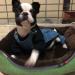 Dog Denim Jumpsuit Costume for Yorkie Bulldog | Cat Pet Jean Overalls Clothes | Size M (Blue) - Buy Online on GoSupps.com