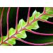 Hirt's Red Prayer Plant - Easy to Grow Maranta House Plant - 4 Pot Maranta Red - Buy Online on GoSupps.com