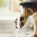 Hansgrohe Dog Shower | Water-Saving Pet Shower with 3 Jet Options for Grooming Dogs & Puppies - Buy Online on GoSupps.com