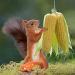 PfNRT Bungee Squirrel Feeder | Outdoor Cob Holder to Attract Squirrels, Chipmunks, and Wildlife - Buy Online on GoSupps.com