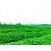 Chinois Noir Oolong Th Th Frais Naturel Th 125g (0.28LB) Th Tikuanyin Th Noir Th Vert Alimentaire Th Rouge Tikuanyin oolong - Buy Online on GoSupps.com