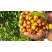 HJK Elantha Elai | Ziziphus Mauritiana Dry Leaf Powder 300g - Buy Online on GoSupps.com