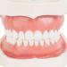 Buy Amoyer Dental Typodont Teeth Model - Removable Teeth for Study & Lessons | International Shipping Available - Buy Online on GoSupps.com