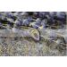 1 KILO SUPERB FINEST FRENCH PROVENCE DRIED LAVENDER DELIGHTFUL FRESH POST FREE