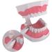 AWJ Dental Care Model - 28 Teeth Toothbrush Demo Model for Kids | Standard Size Tooth Care Teaching Aid - Buy Online on GoSupps.com