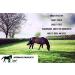 Biteback Products 'Sweet Relief' - Midge Barrier Lotion Spray with Benzyl Benzoate for Insect & Bug Defence Ideal for Outdoor Horse Protection - 1000ml Spray - Buy Online on GoSupps.com