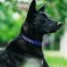 Personalized Large Dog Collar -Reflective Nylon with Pet Name & Phone Number - Tagme King Blue | 1 Pack - Buy Online on GoSupps.com
