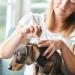Beaphar FIPROtec Combo for Large Dogs (20-40kg) - Kills Fleas, Eggs, Ticks - Vet Strength Treatment | 6 Pipettes - Buy Online on GoSupps.com