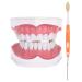 Tooth Model with Toothbrush Standard Dental Cavity Demonstration for Hospital Kindergarten To Study Oral Hygiene