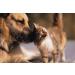 Allergy Pills for Cats & Dogs - Effective Skin Allergy Relief - Chewy Tablets - 150 Count - 2 Bottles - Buy Online on GoSupps.com