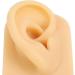 Silicone Ear Model Lifelike Artificial Silicone Ear Model Simulation Elastic for Display (Right) - Buy Online on GoSupps.com