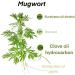 Mugwort Essential Oil 100% Pure-Undiluted Therapeutic Grade Great for Aromatherapy Foot Bath Moxibustion Guasha 15ml(0.49oz) - Buy Online on GoSupps.com