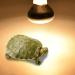 E27 Reptile Heat Bulb Infrared Heating Light Bulbs 25/50/75/100W UV Tortoise Turtle Light Beneficial UVA Basking Lamp Heat Bulb(25W Green) 25w Green - Buy Online on GoSupps.com