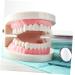 Ultechnovo Dental Model Set - Educational Children's Tooth Model | Plastic Denture Model for Kids | Ideal for Schools & Dental Training - Buy Online on GoSupps.com