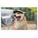 Adjustable Summer Sun Hood for Dogs | Baseball Cap with Ears - Sun Protection for Small & Medium Dogs (M Denim Black) - Buy Online on GoSupps.com