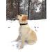 Regal Dog Waterproof Halfband Collar - Durable Black Collars for Small Medium & Large Dogs | Perfect for Puppies & Adult Dogs - Buy Online on GoSupps.com