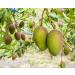 Organic Dried Mango Cheeks 1.5 lbs - Non-GMO, Kosher, Unsulphured, Unsweetened - Bulk Pack of 1 - Buy Online on GoSupps.com