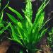 Florida 10 Species Live Aquarium Plants Bundle - Vibrant and Diverse Aquatic Flora Collection - Buy Online on GoSupps.com