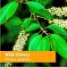 Herb Pharm Certified Organic Wild Cherry Bark Liquid Extract for Respiratory Support - 1 Ounce (DWCHER01) 1 Fl Oz (Pack of 1) - Buy Online on GoSupps.com