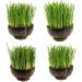 Organic UK Grown Cat Grass Seeds 150g - Indoor and Outdoor Use for Cats - Buy Online on GoSupps.com