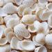 SEAJIAYI Small Tiny Sea Shells White Clam Bulk Natural Seashell for DIY Craft Home Decor Vase Fillers Small (Pack of 1)
