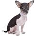 haoyueer Rhinestones Dog Cat Collars with Bell Bling Pet Puppy Collars with Soft Velvet Crystal Collars Girl Jeweled Necklace (Purple) - Buy Online on GoSupps.com