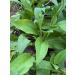 Comfrey Salve Infused Herbal Remedy Organic Skin Care All-Natural Herbal Salve Botanical Skin Care (4 Fl oz.) - Buy Online on GoSupps.com