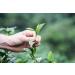 CENVEL Imperial Green Tea | Pure & Natural Loose Leaf Green Tea | Exclusive Large Leaves Green Tea | Rich in Antioxidants | Eco-Friendly Packaging | (150g) - Buy Online on GoSupps.com