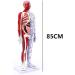 Male Acupuncture and Moxibustion Manikin 85cm with Pressure Points and Twelve Meridians Used for Teaching Point Model of School Supplies - Buy Online on GoSupps.com