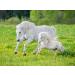 Food PURA Brewers Yeast Powder 1KG - use with Horses Ponies Vitamin B E & H for Pets and Animals - For Healthy Skin and Coats - also Human FOOD Grade! - Buy Online on GoSupps.com